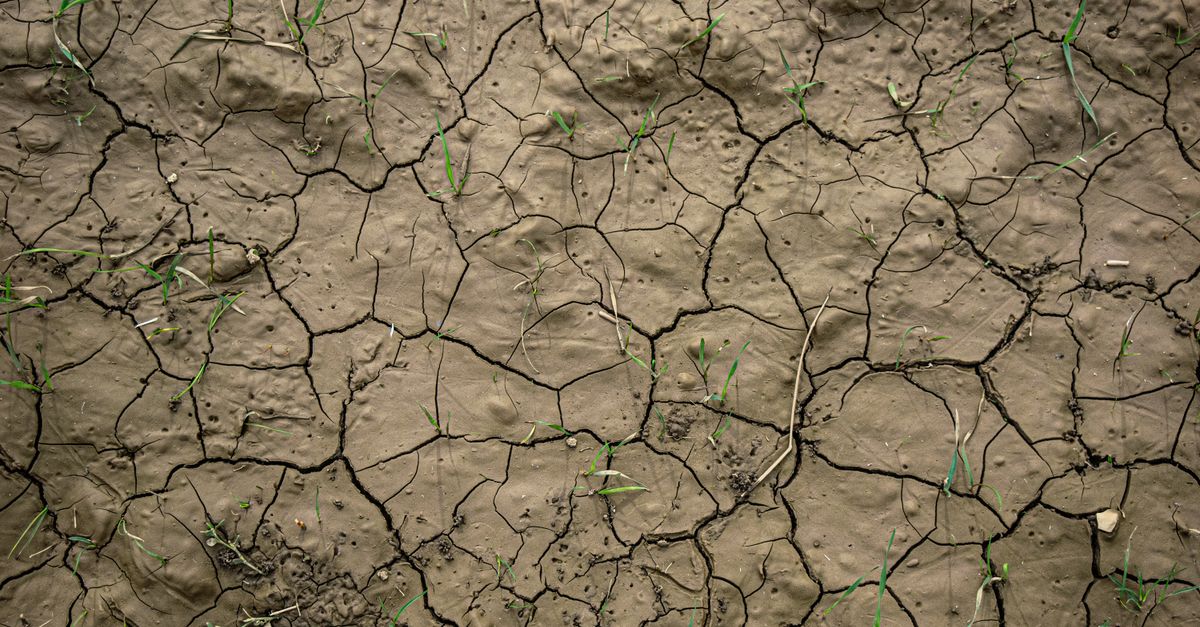 Primer plano de tierra seca y agrietada con pequeños brotes verdes emergiendo entre las grietas.
