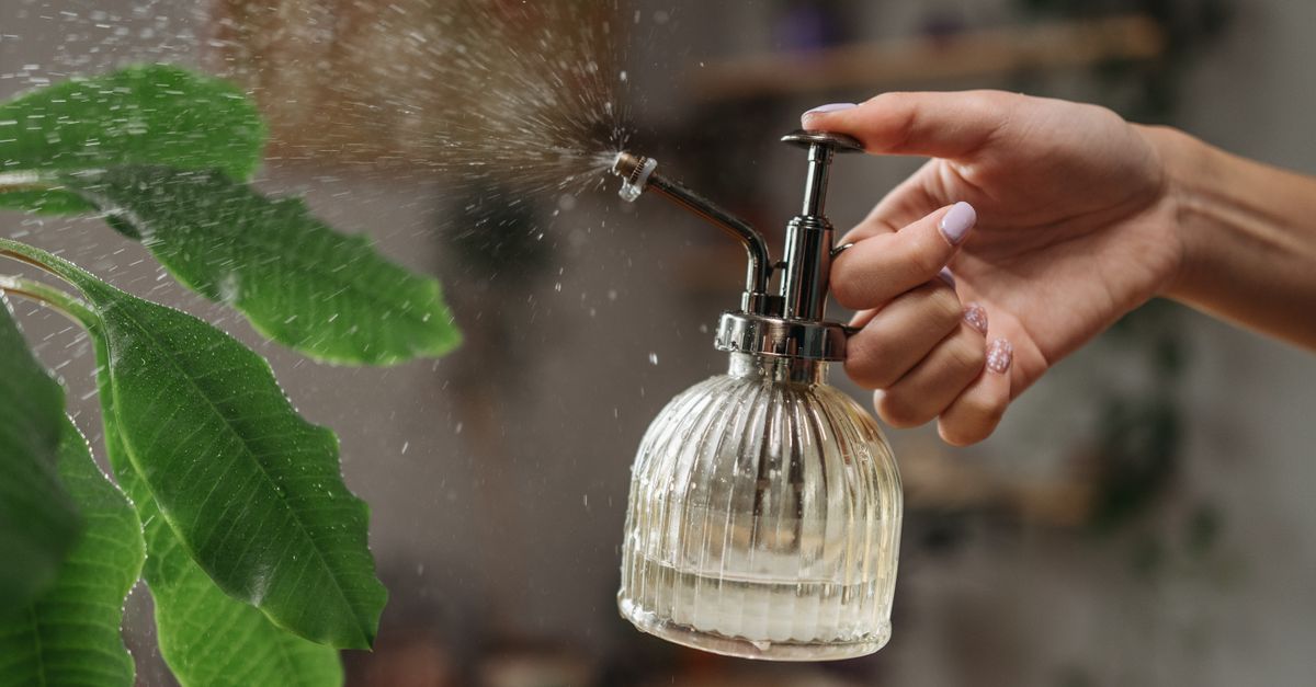 Una mano rocía agua con un pulverizador de vidrio sobre las hojas de una planta.