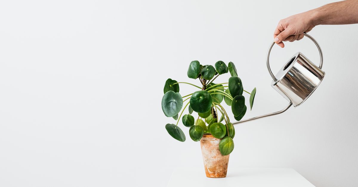 Una mano riega con una regadera metálica plateada una pequeña planta de interior plantada en una maceta de barro sobre un fondo blanco.