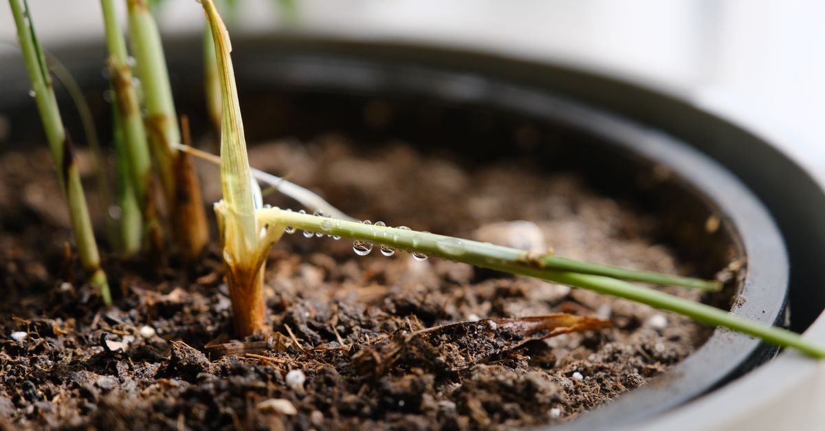 Cómo regar bien las plantas de interior sin matarlas de amor