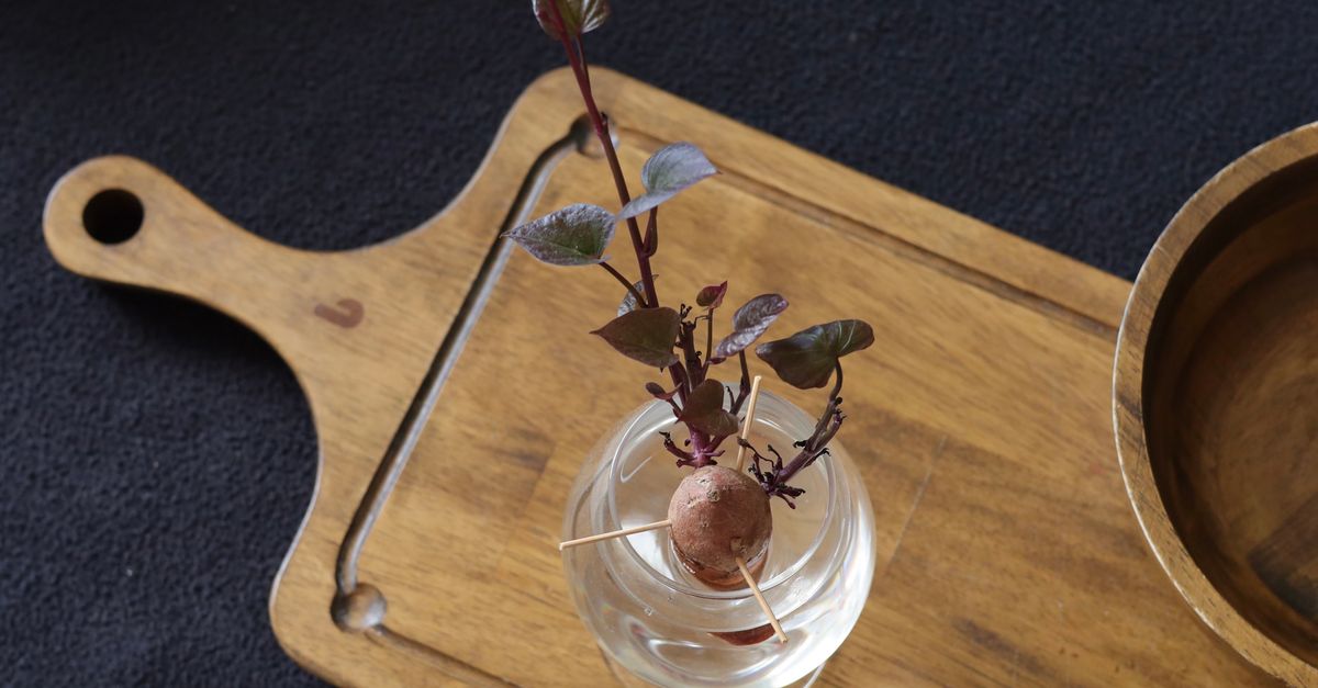 Una patata germinada con brotes y hojas creciendo dentro de un pequeño vaso de agua, apoyada sobre una tabla de madera.